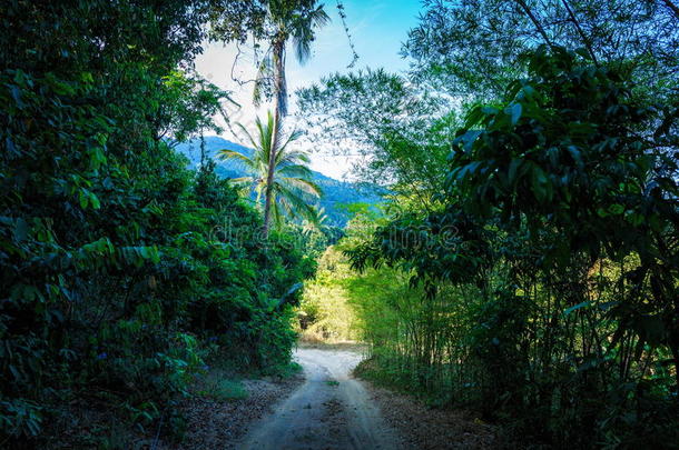 丛林中的小路