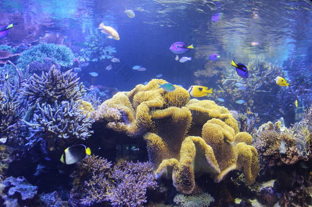 水族馆吸引力颜色丰富多彩的珊瑚