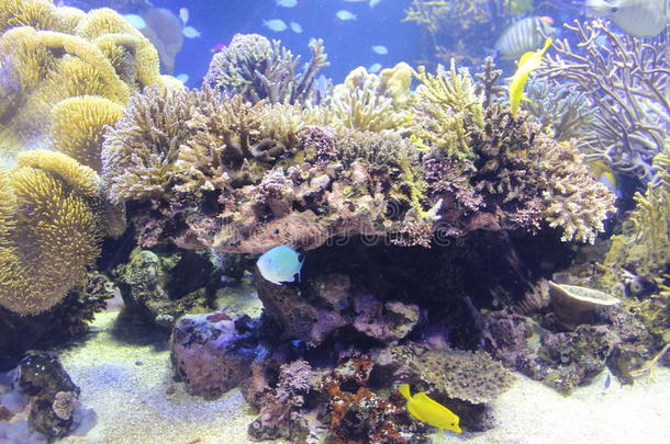 水族馆吸引力颜色丰富多彩的珊瑚