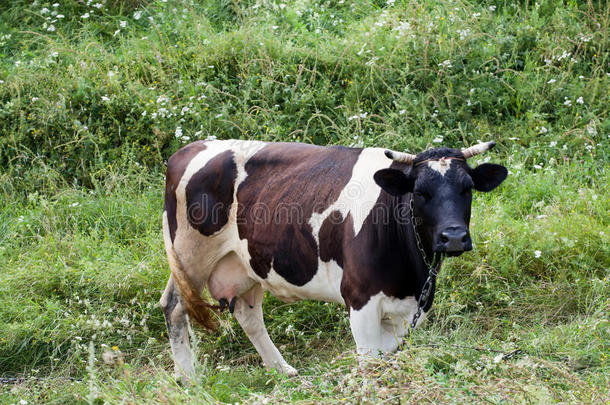 奶牛有黑白斑点在草地上放牧，尾巴在运动的夏季时间景观