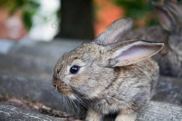 毛茸茸的兔子宏观视图照片。 灰兔，视野浅，焦点软