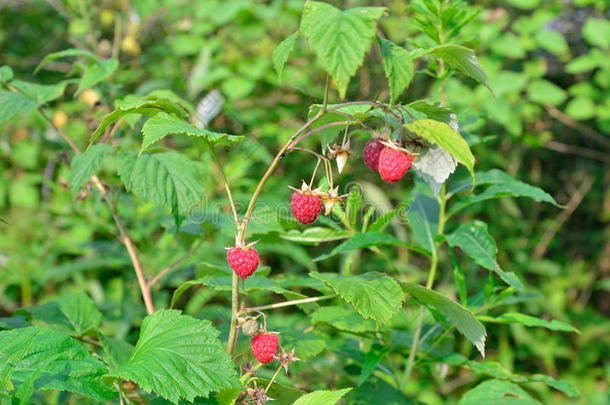 树莓的分支，红色浆果在树的背景上