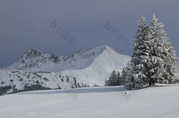 白雪覆盖的树和山