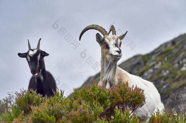 山羊肖像，挪威，山羊摆<strong>姿势拍照</strong>
