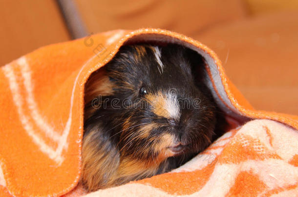 毯子里的豚鼠