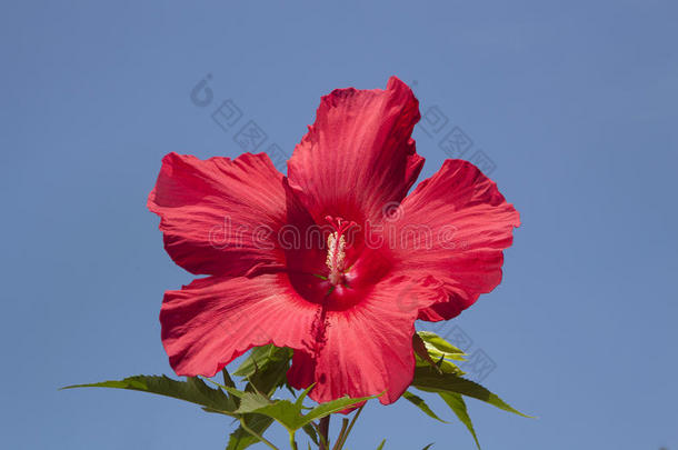 鲜红的芙蓉迎着蔚蓝的天空绽放