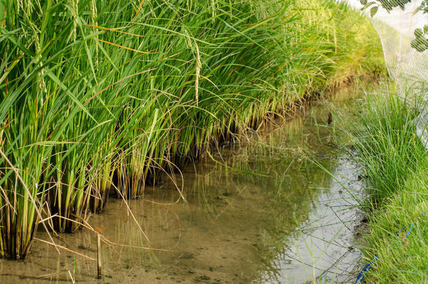 关闭泰国的绿色水稻、水稻茉莉稻田