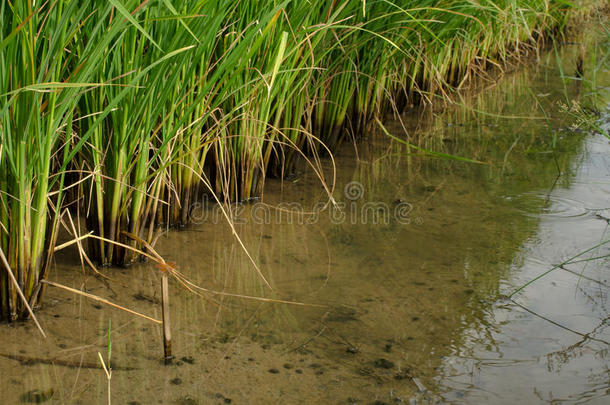 关闭泰国的绿色水稻、水稻茉莉稻田