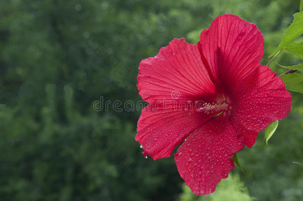 雨后盛开的红色芙蓉