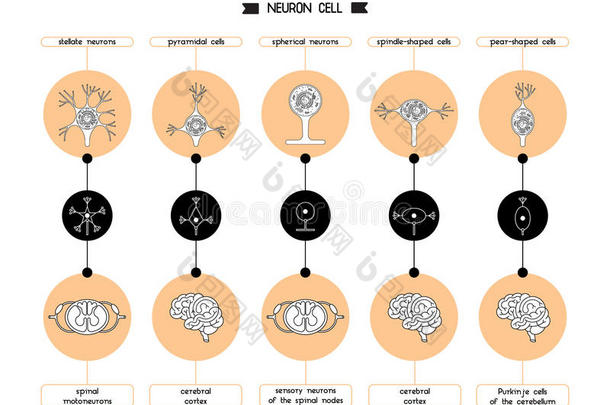 解剖轴突生物学脑细胞