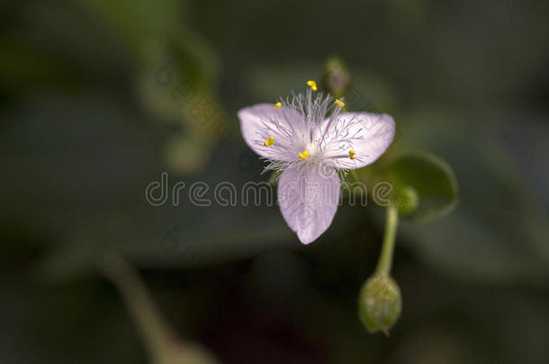 美丽奢华的微粉色花朵