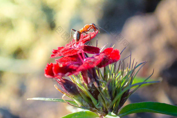 一朵红花上的蚂蚁