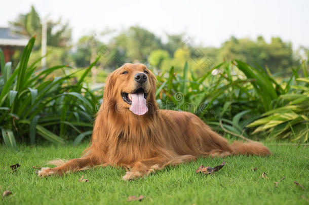 动物可爱的狗金色的草地户外