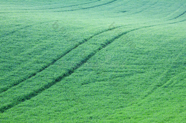 抽象的<strong>青草</strong>山和<strong>田野</strong>