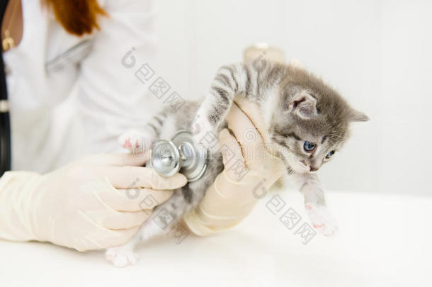 女兽医用听诊器检查一只小猫