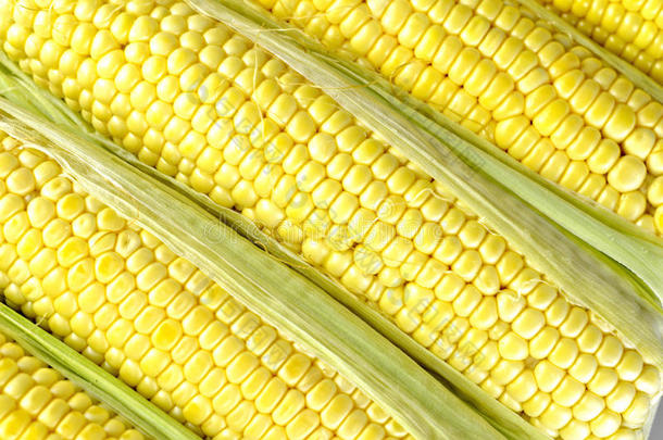 玉米上的新鲜玉米