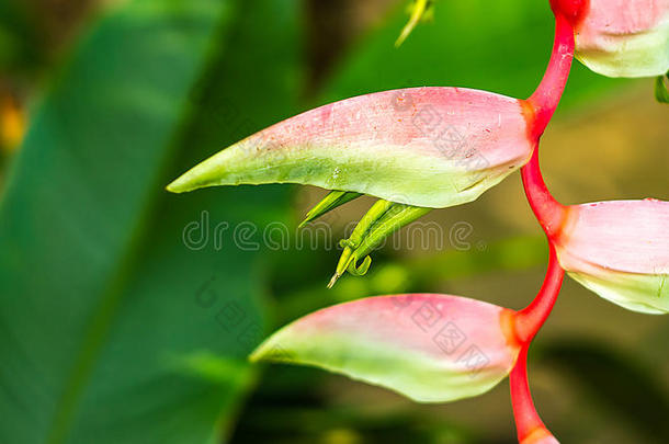 美丽的丁香螺旋热带花隔离在绿色的背景上