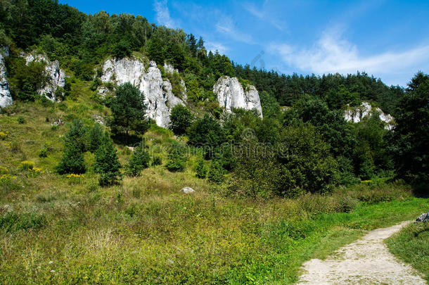 阿尔卑斯山生物群系针叶树生态系统陡崖