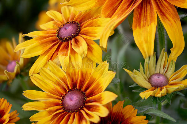 发光的黄色和橙色花朵的花园花卉在高细节与软集中的绿色背景