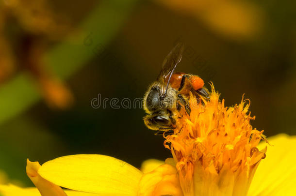 蜜蜂吃，吮吸黄色宇宙的糖浆