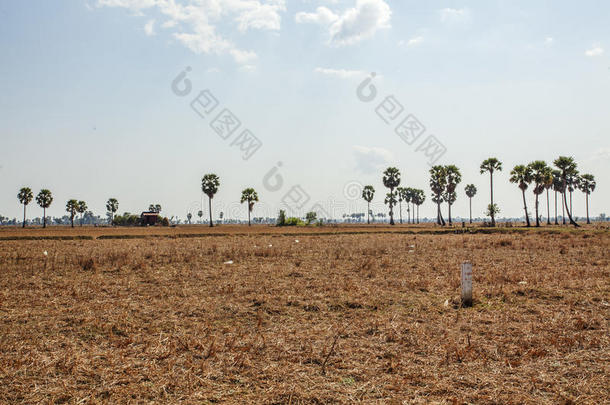 柬埔寨金边基林油田后面的地区。