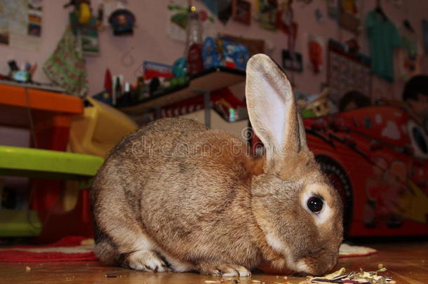 肥兔回家了。 在托儿所的镶花地板上的肥兔