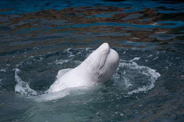 海豚白鲸