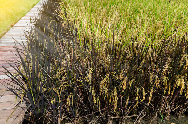 在有机田中关闭水稻或水稻穗，