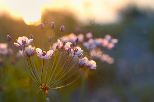 开花灯心草（butomus umbellatus）