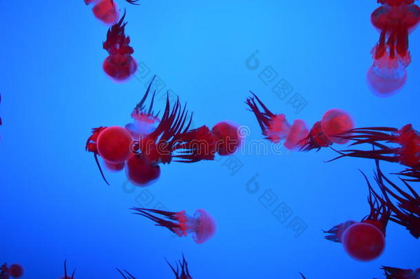 红水母