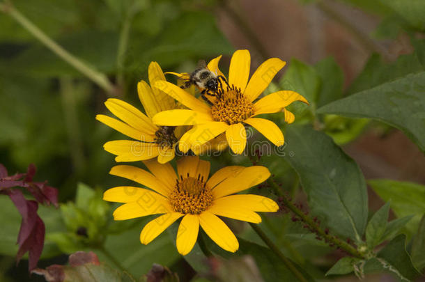 蜜蜂从黄牛眼向日葵中采集花蜜