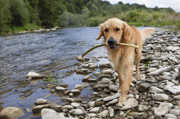 金色猎犬在河里玩得很开心，夏天的时候