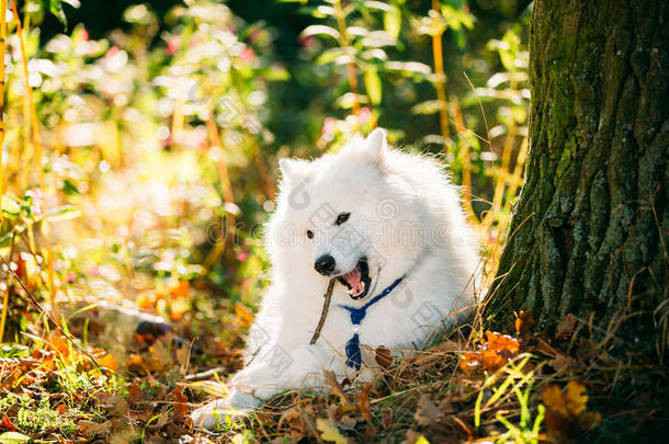 有趣的快乐白色萨摩耶狗户外在秋天的森林。 小狗坐在草地上