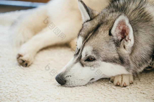 灰色成年西伯利亚哈士奇狗西比斯基哈士奇睡在床上