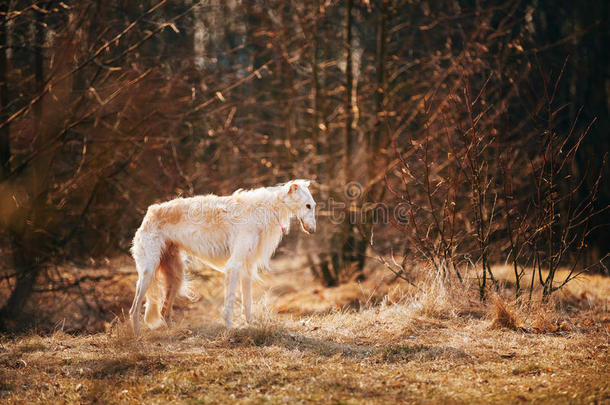 狗俄罗斯猎狼犬，头部，户外春季，秋季季节