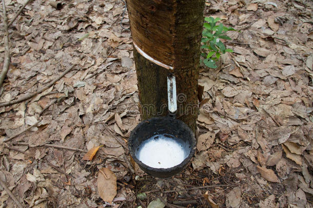 橡胶树的奶流入<strong>木盆</strong>