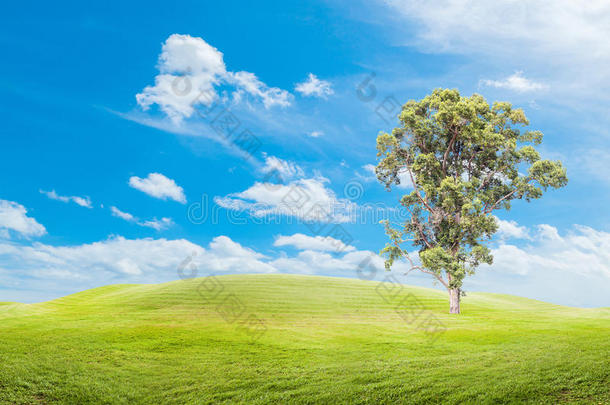草地上有蓝天背景的大树。