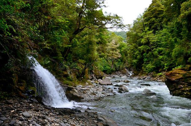 饼干蕨类植物森林徒步旅行丛林