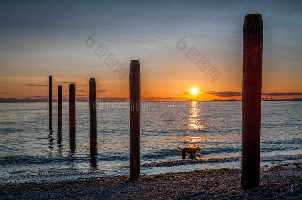 日落时，在罗伯茨老码头附近的狗剪影