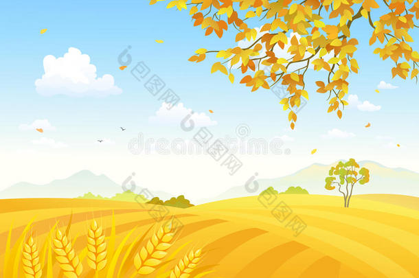 小麦背景的田野
