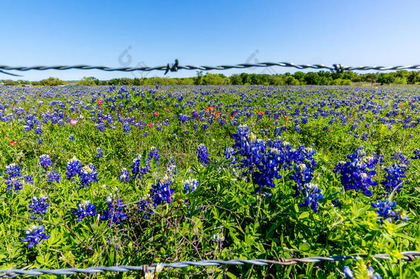 令人惊叹的<strong>德克萨斯</strong>蓝帽在<strong>德克萨斯</strong>州的一个领域。