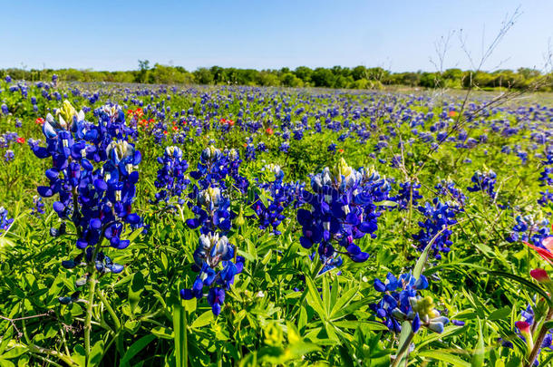 令人惊叹的<strong>德克萨斯</strong>蓝帽在<strong>德克萨斯</strong>州的一个领域。