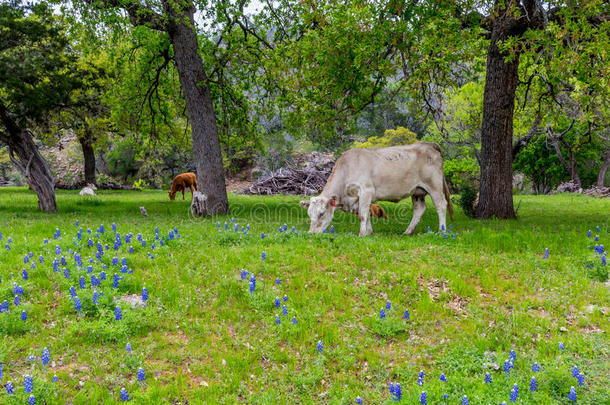 著名的<strong>德克萨斯州</strong>蓝本(LupinusTexensis)野花中的奶牛。