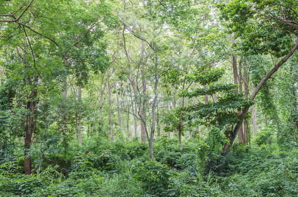 蕨类植物植物区系树叶森林绿色