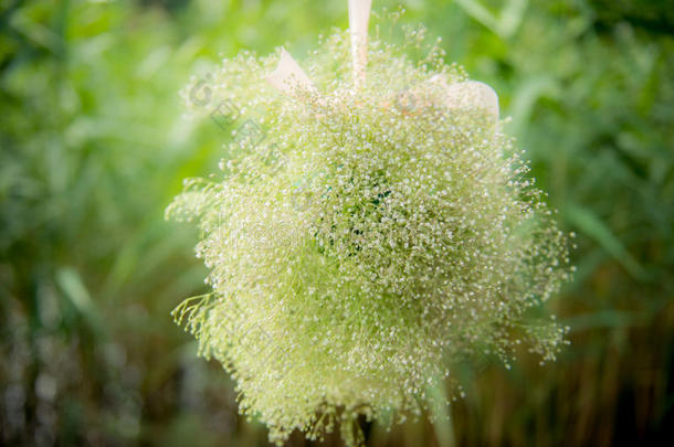 美丽的装饰优雅的集会花