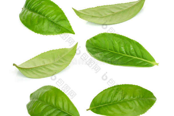 绿茶叶子分离在白色上