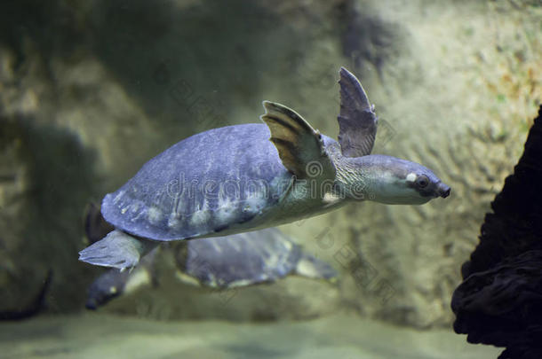 动物水族馆澳大利亚澳大利亚人草龟科