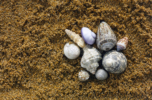 海滩海岸线旋塞收集甲壳类动物