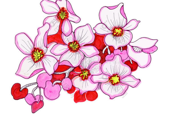 五颜六色的粉红色花朵，水彩画
