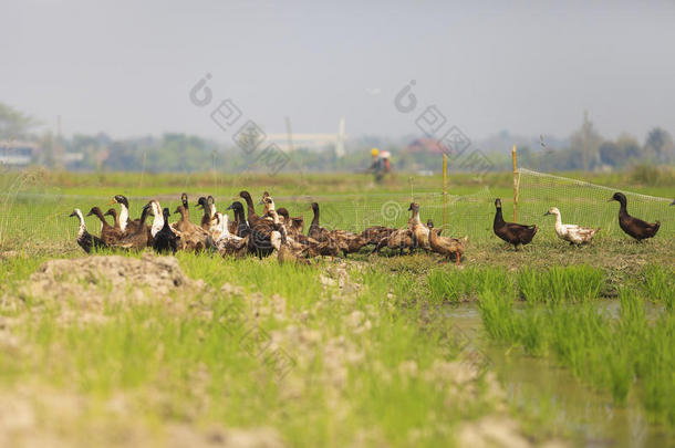 一群鸭子走在泥土上